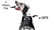 Long Range Tracking Pet Tracker GSM GPS Tracking Collars for Hunting Dogs Size:M